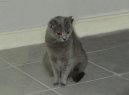 Kartouzská kočka, Šartréz