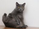 Kočky: Velmi temperamentní > Kartouzská kočka, Šartréz (Chartreux Cat)