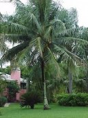Pokojov rostliny: Palmy > Kokosov palma, kokosovnk (Cocos nucifera)
