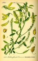 Pokojov rostliny:  > Komonice Lkask (Melilotus officinalis)