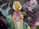 Pokojové rostliny:  > Láčkovka (Nepenthes)