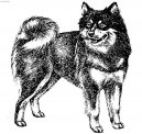 :  > Laponský pes (Swedish Lapphund, Ruotsinlapinkoira, Lapphund)