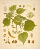 Pokojové rostliny:  > Lípa Evropská (Tilia europaea)