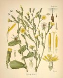 Pokojové rostliny:  > Locika Jedovatá (Lactuca virosa)
