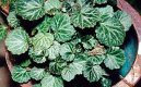 Pokojové rostliny:  > Lomikámen výběžkatý (Saxifraga stolonifera)