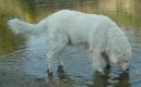 Psí plemena:  > Maremmansko-abruzský pastevecký pes (Maremma and Abruzzes Sheepdog)