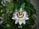 Pokojové rostliny:  > Mučenka (Passiflora caerulea)