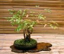 Pokojové rostliny:  > Nebeský bambus (Nandina domestica)