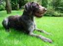 Psí plemena:  > Německý ostnosrstý ohař (Deutsch Stichelhaar, German Rough-haired Pointing Dog)