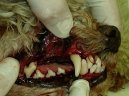 Psí plemena:  > Odstranění zubního kamene ultrazvukem (Veterinární zákroky)