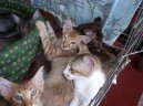 Kočky: Siamské a orientální > Orientální dlouhosrstá kočka - javánská (Oriental Longhair (Javánka))