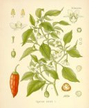 Pokojové rostliny:  > Paprika Křovitá, Kayenský Pepř (Capsicum frutescent, Capsicum annum)