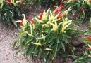 Pokojové rostliny:  > Paprika roční (Capsicum annuum)