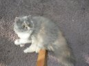 Kočky: Dlouhosrsté > Perská kočka (Persian Cat)