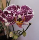 :  > Pstovn orchidej (Orchidaceae)