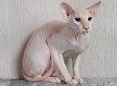 Kočky:  > Peterbald (Peterbald (Petersburg Sphynx) Cat)
