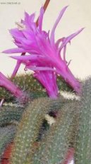 Fotky: Aporocactus (foto, obrazky)