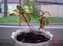 Pokojov rostliny:  > Problmy pi pstovn pokojovch rostlin (Problems)