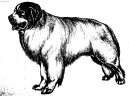 Pyrenejsk horsk pes