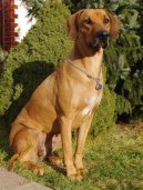 Rhodsk ridgeback, Rhodzsk ridgeback