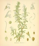 Pokojové rostliny:  > Rozmarýna Lékařská (Rosmarinus officinalis)