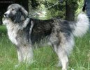 :  > Rumunský karpatin (Romanian Sheepdog)