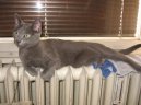 Fotky: Ruská modrá kočka (foto, obrazky)