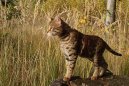 Kočky:  > Savanová kočka (Savannah Cat)