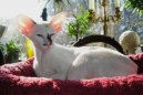 Kočky: Siamské a orientální > Seychelská kočka (Seychellois Cat)