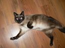 Kočky: Siamské a orientální > Siamská kočka (Siamese Cat)