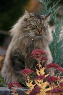 Kočky: Polo-dlouhosrsté > Sibiřská kočka (Siberian Cat)