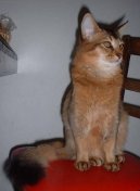 Fotky: Somálská kočka (foto, obrazky)