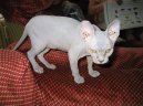 Kočky: Bezsrsté > Sphynx (Sfynx Cat)