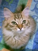 Kočky: Velmi temperamentní > Tiffany kočka (Tiffany Cat / Chantilly)