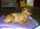 Ps plemena:  > Trpasli pin (Zwergpinscher)