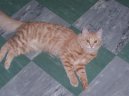 Kočky: Polo-dlouhosrsté > Turecká Angora (Turkish Angora Cat)