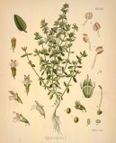 Pokojov rostliny:  > Tymin Obecn (Thymus vulgaris)