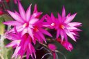 Pokojové rostliny:  > Velikonoční kaktus (Rhipsalidopsis)