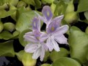 Fotky: Vodní hyacint (foto, obrazky)