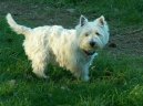 Psí plemena:  > Westhajlendský teriér (West Highland White Terrier)