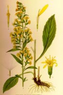 Pokojové rostliny:  > Zlatobýl obecný (Solidago virgaurea L.)