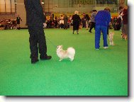 Z nvtvy vstavy Crufts 2007