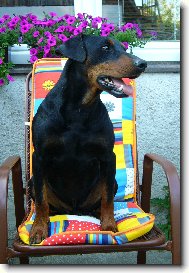 Drym Pinscher KING BLACK