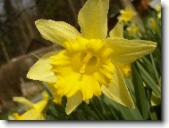 Narcis-květ