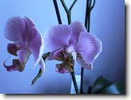 phalanopsis