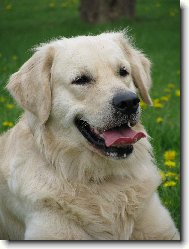 Golden retriever Britt - pampeliky