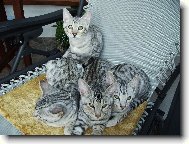 Bengálská kočka- stříbrná