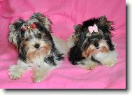 Biewer Yorkshire Terrier