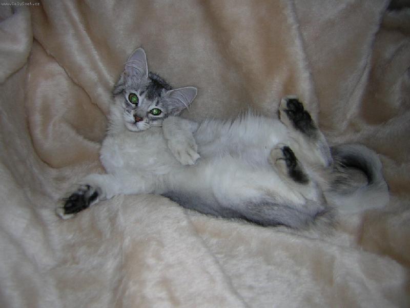 Foto: somálská manekýna-kočička Baley v CHS Atuar*cz