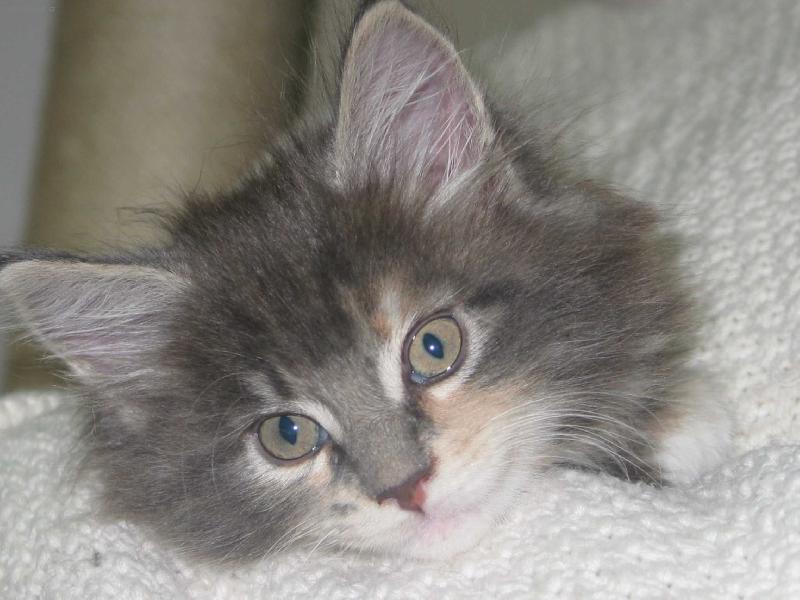 Foto: Kuku�-Koukaj�c� ko�i�ka